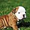 Two-english-bulldog-puppies-for-rehoming