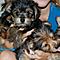 Yorkie-puppies-for-free-to-good-home-illinois