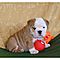 Precious-english-bulldog-puppies-for-adoption