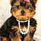 Free-beautiful-baby-yorkshire-terrier-puppiesy-for-adoption