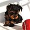 Affectionate-baby-yorkshire-terrier-puppies-for-adoption