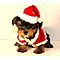 Cute-and-adorable-yorkshire-terrier-puppies-for-adoption