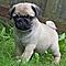 Potty-trained-pug-puppy
