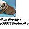 Cute-english-bulldog-puppies-available-email-vicky50011-hotmail-com