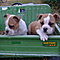 Sweet-english-bulldog-puppies-available-email-vicky50011-hotmail-com