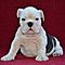Cute-english-bulldog-puppies-available-email-vicky50011-hotmail-com