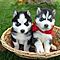 Good-looking-blue-eyes-siberian-husky-puppies