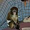 2-capuchin-monkeys-for-adoption
