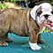 Precious-english-bulldog-puppies-for-adoption